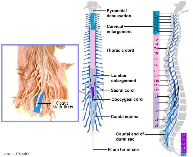 Neuroanatomy Lab Online Lab Page