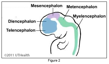 The Prosencephalon (Forebrain)