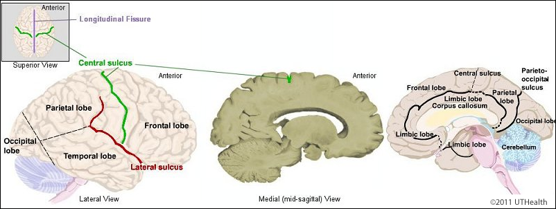 Telencephalon - Fissures, Lobes and Sulci