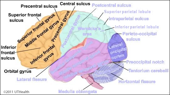 Telencephalon - Cerebral Lobes - continued