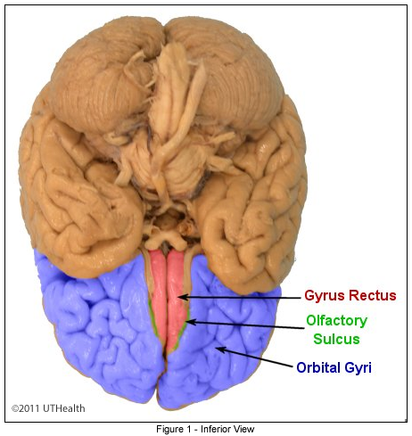 Cerebral Lobes - Frontal Lobe- Inferior View