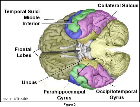 Sulci and Gyri