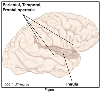 Cerebral Lobes - Insular Lobe