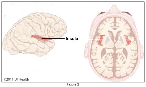 Cerebral Lobes - Insular Lobe