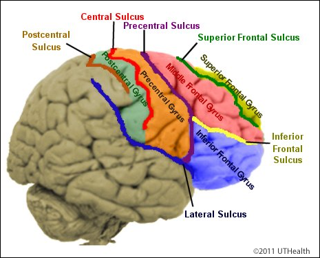 Review of the Sulci