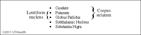 Basal Ganglia