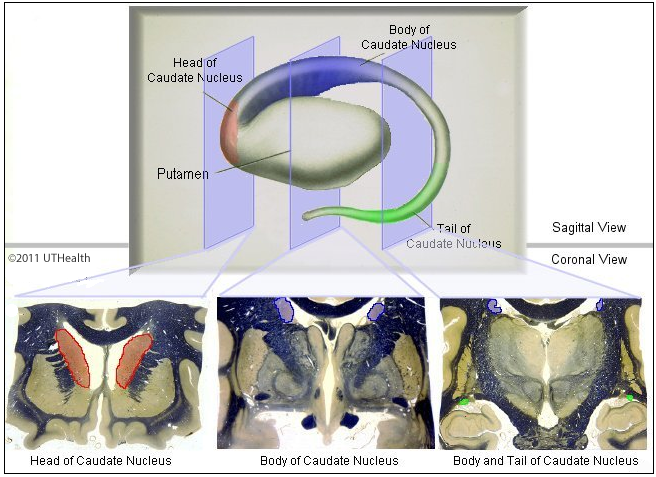 Caudate Nucleus