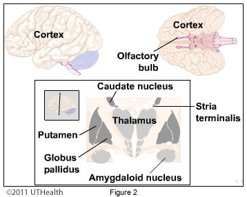 Other Structures - Globus Pallidus and Putamen