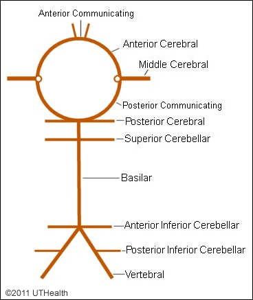 Superficial Blood Vessels - Internal Carotid System