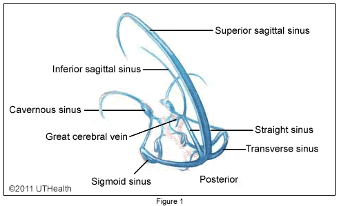 Superficial Blood Vessels - Major Veins