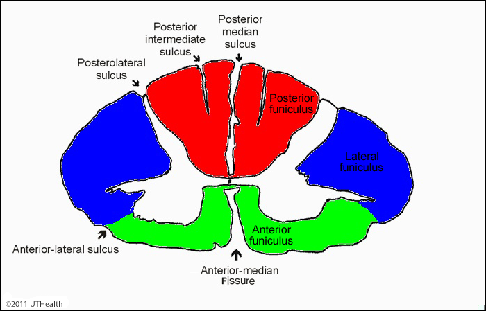 External Landmarks - Cross Sectional Diagram