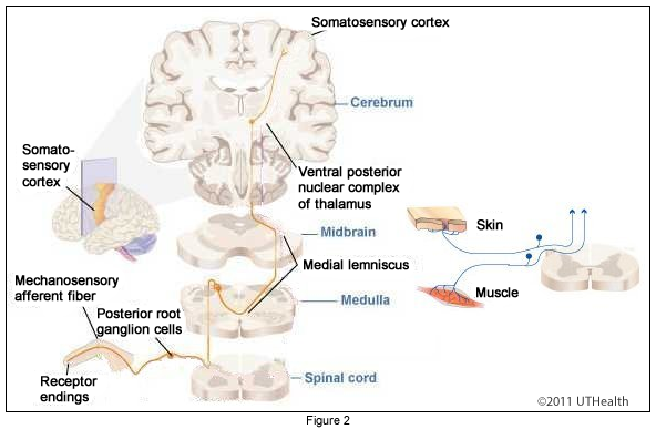 Posterior Column Medial Lemniscal Pathway - Preview