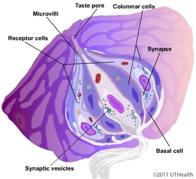 The Gustatory System-Introduction