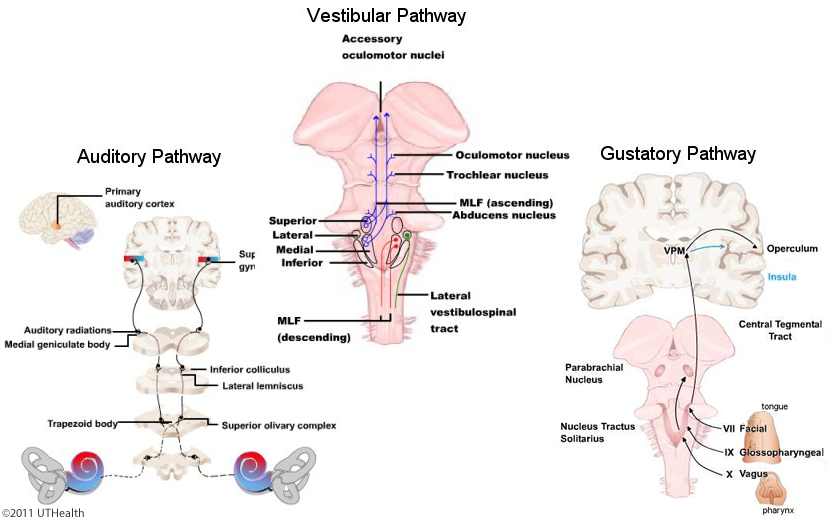 Central Pathways