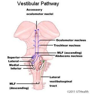 The Vestibular System