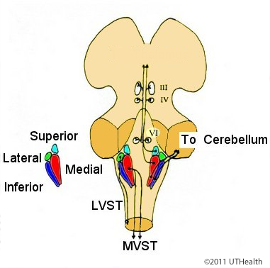 The Vestibular System