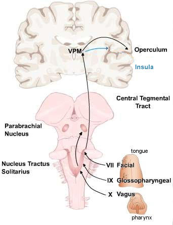 The Central Gustatory System