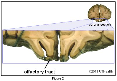 The Central Olfactory System