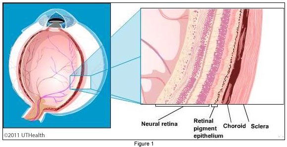 Microscopic Anatomy of the Eye