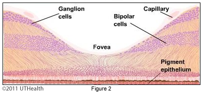 Microscopic anatomy of the eye