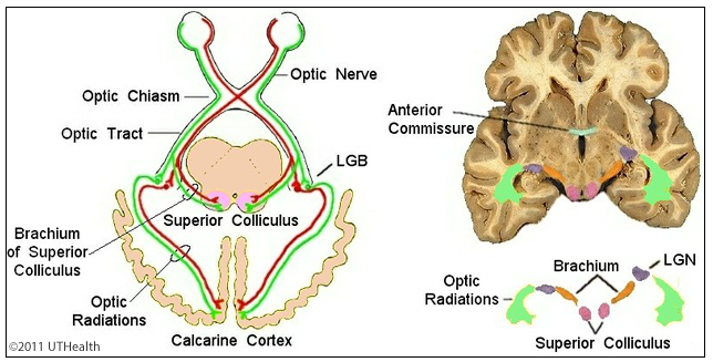 Gross Anatomy of the Eye