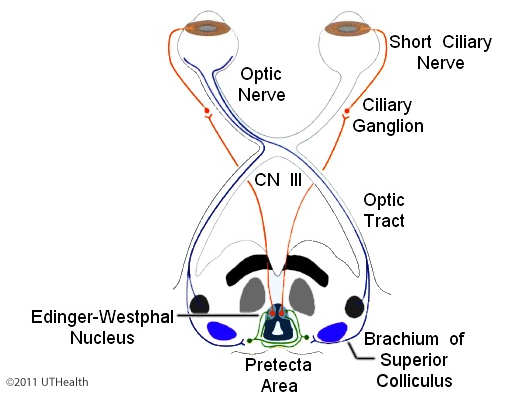 Supranuclear Control of Pupil Sie and Lens Shape