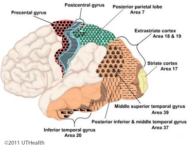 Motor Areas of the Cerebral Cortex