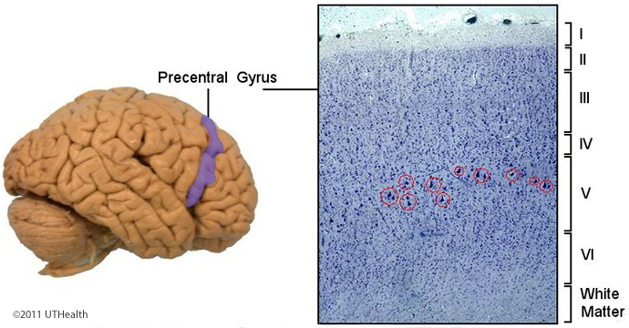 Histology of Motor Cortical Areas