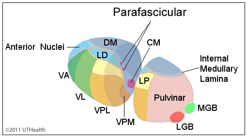 Thalamic Nucleus