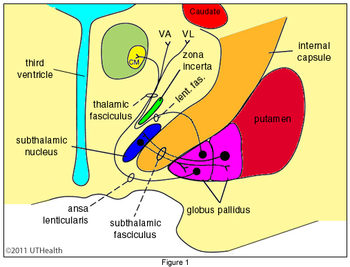 Basal Ganglia