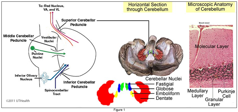 Cerebellum