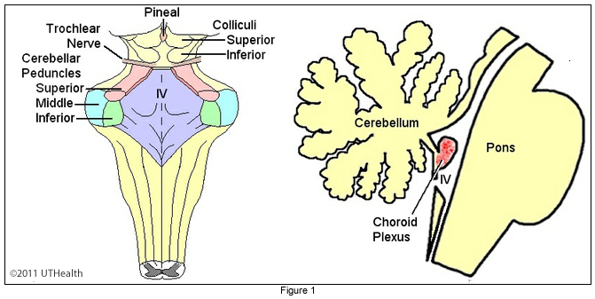 Gross Anatomy - Posterior Aspect