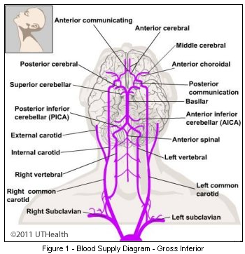 Blood Supply