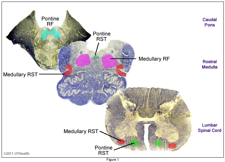 Reticulospinal Pathways