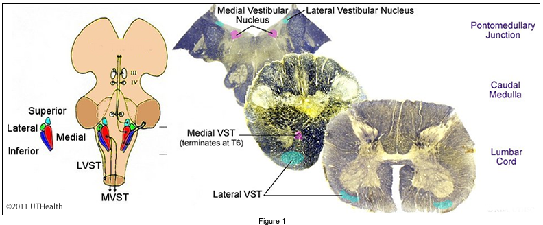 Vestibulospinal Tract