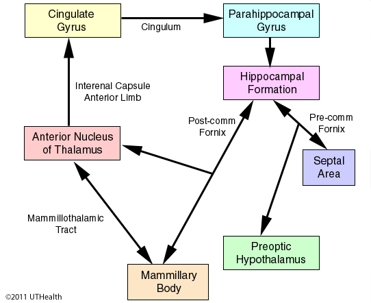 Subcortical Structures of the Limbic System