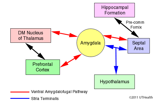 Subcortical Structores of the Limbic System