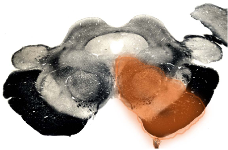 Figure 20